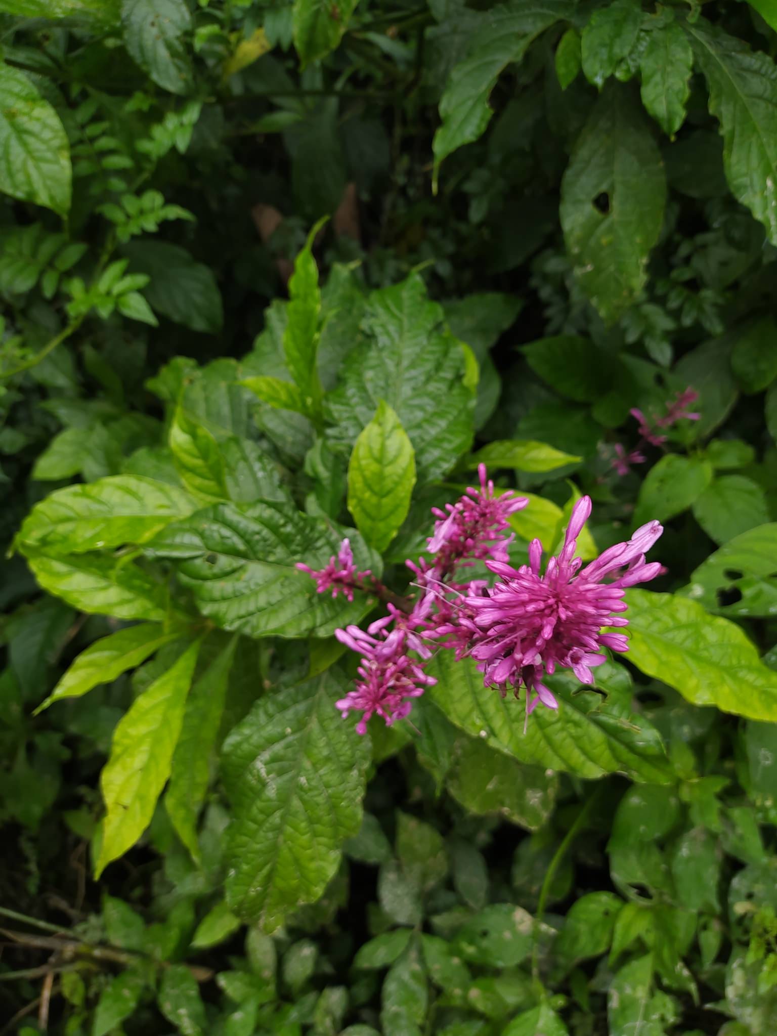 Odontonema callistachyum